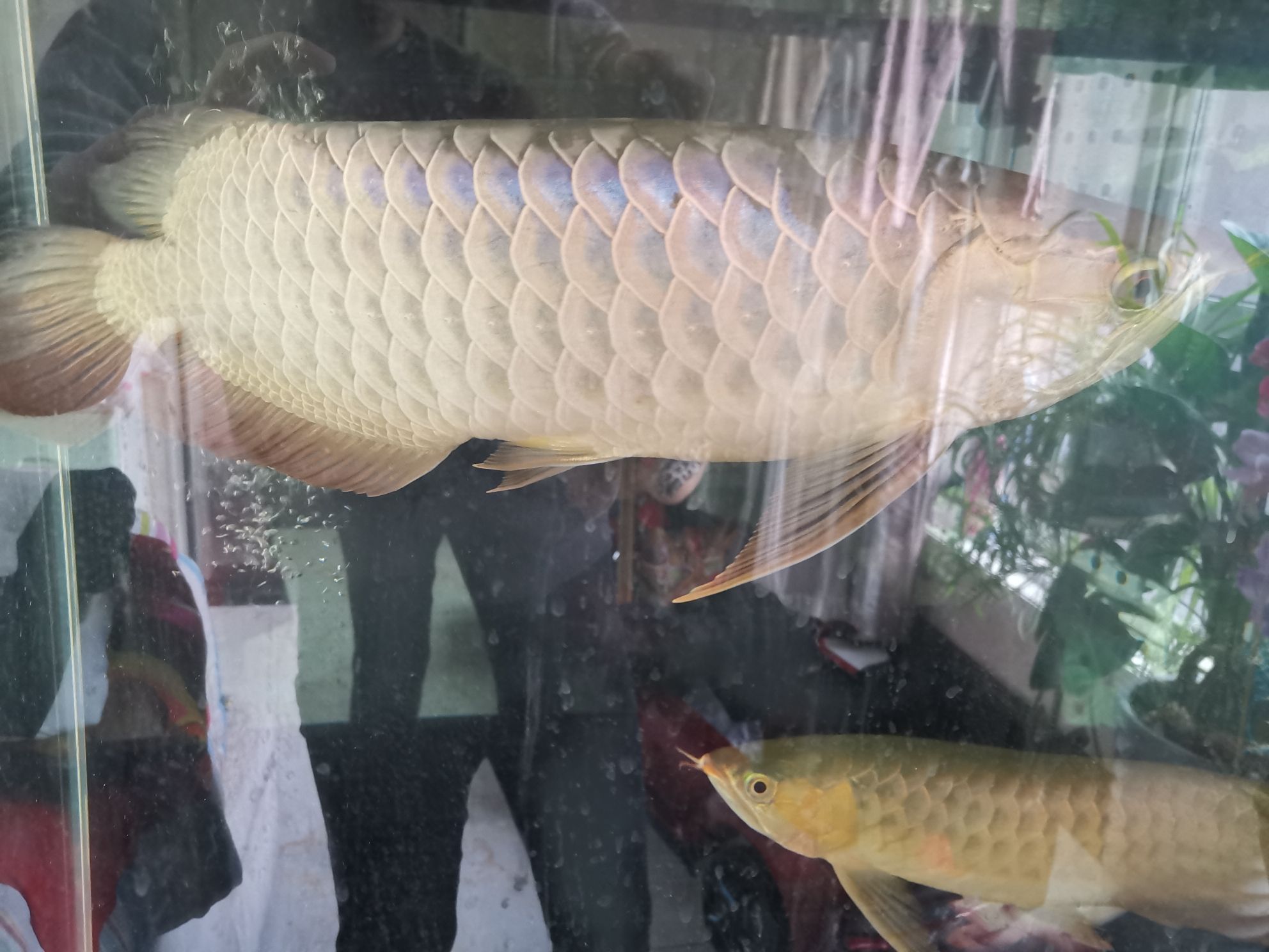 金龍魚紅龍魚飼料技術(shù)和選購(gòu)注意指南 紅老虎魚 第5張