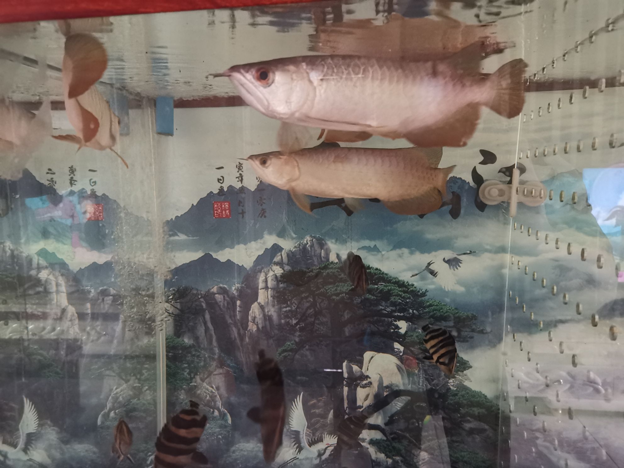 金龍魚(yú)紅龍魚(yú)飼料技術(shù)和選購(gòu)注意指南 紅老虎魚(yú) 第8張