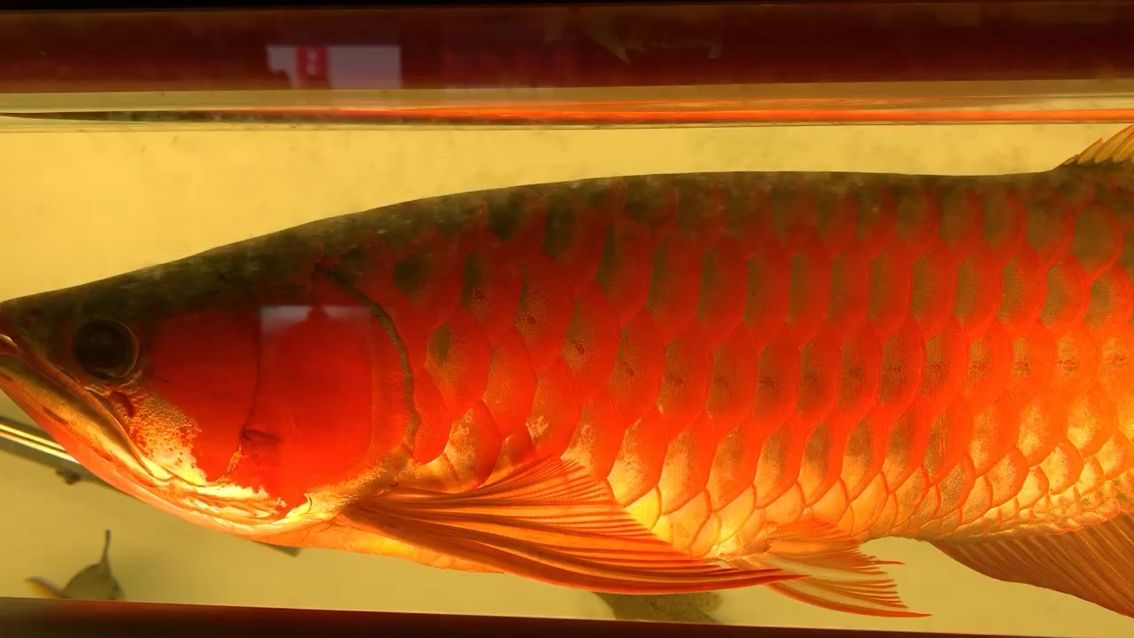 紅龍要紅 泰國(guó)雪鯽魚(yú) 第1張