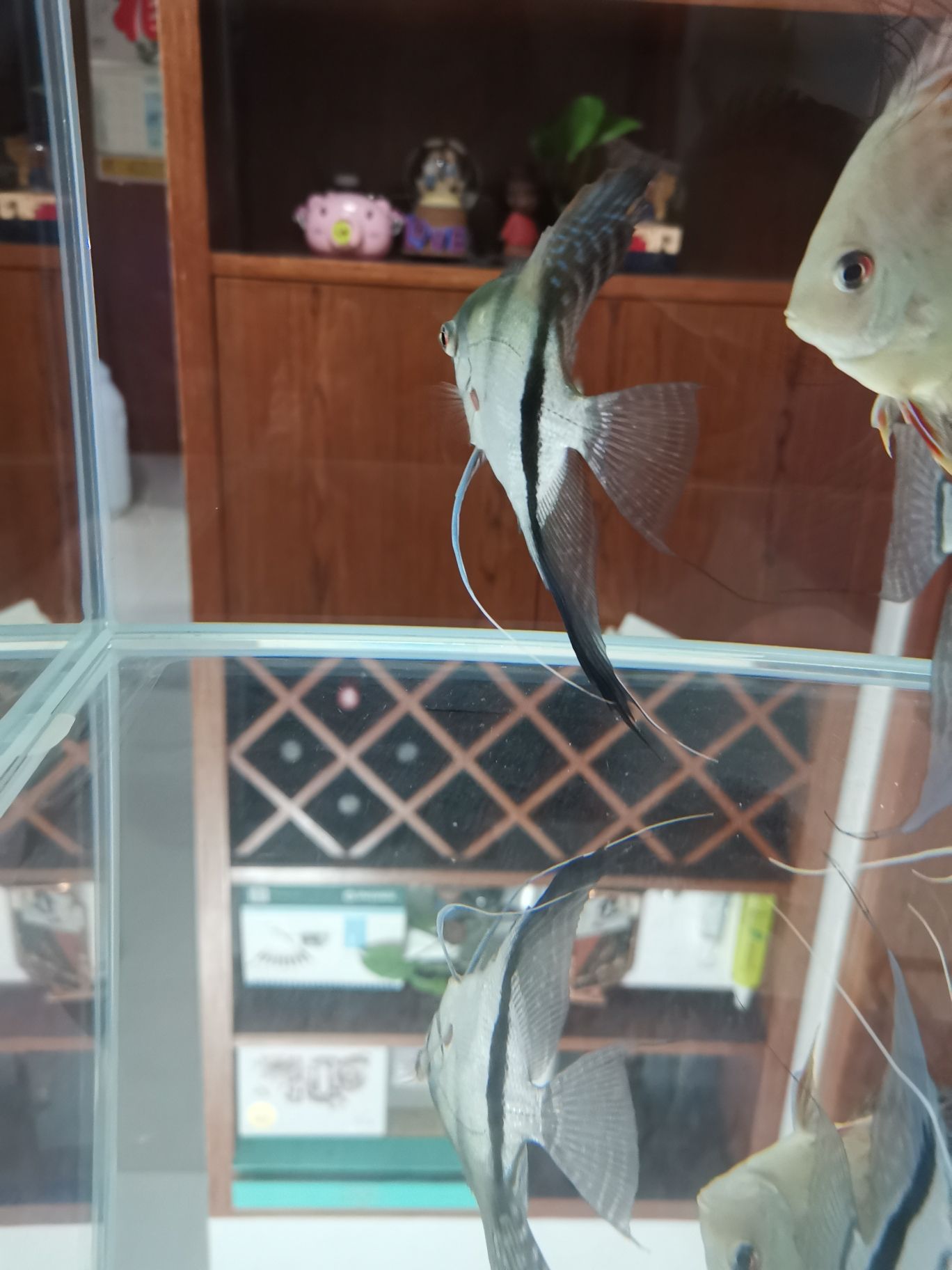 給魚治病各種煩 名貴錦鯉魚 第4張