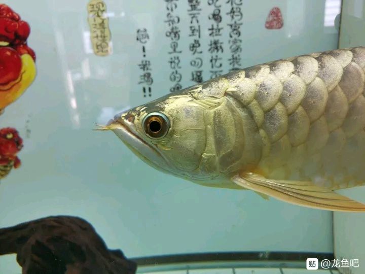 遵義觀賞魚市場來個大神看下這是公還是母？