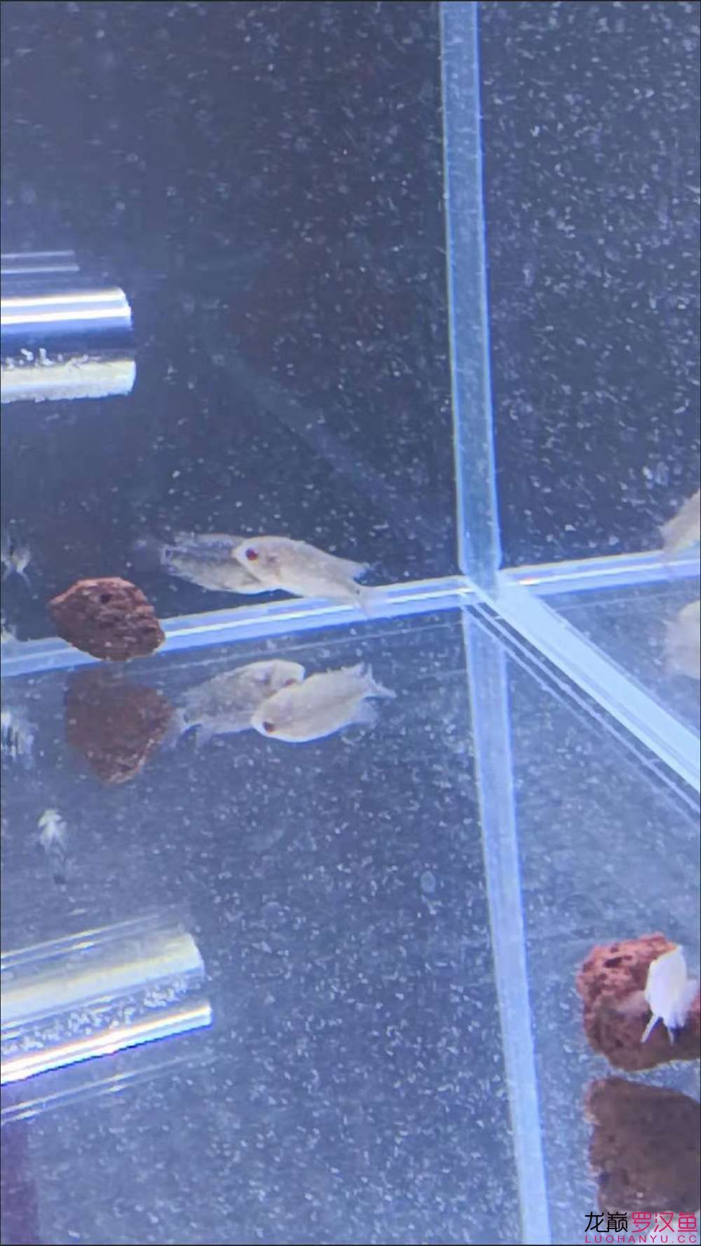 大家看看這是什么種類的羅漢？ 南美異形觀賞魚 第5張