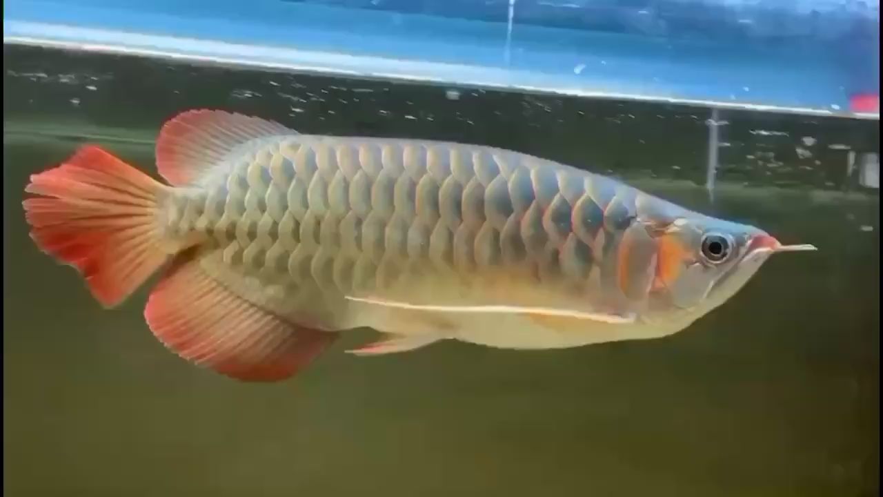 延邊朝鮮族自治州水族館神器