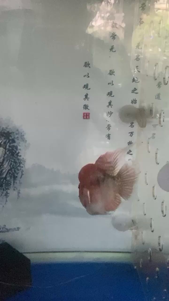 洛陽水族館哪個大神知道這是什么品種的