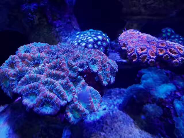 雅安水族館你的珊瑚褪色了嗎？為什么？ 細線銀版魚 第1張