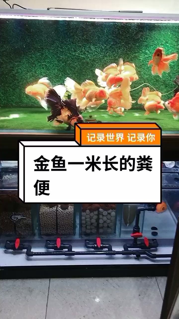 金魚分享 戰(zhàn)車紅龍魚