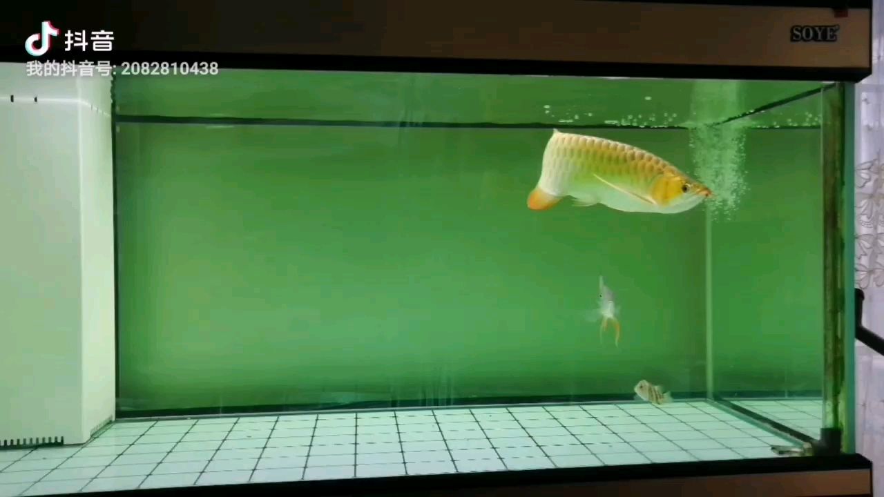 楊凌水族館大黃條 銀古魚苗 第1張