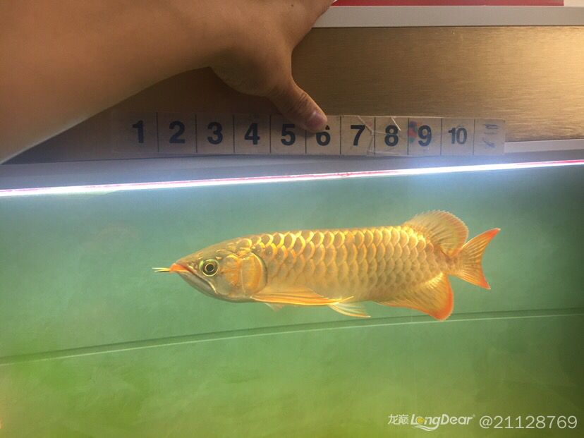 貴陽觀賞魚市場漸漸長大