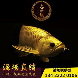 焦作觀賞魚市場正在風干的老臘肉 觀賞魚市場（混養(yǎng)魚） 第2張