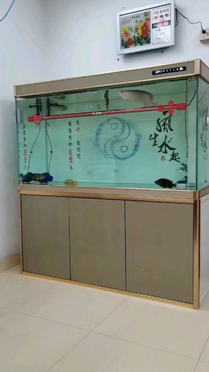 武漢水族館怎么才能讓小龍膽子大點？