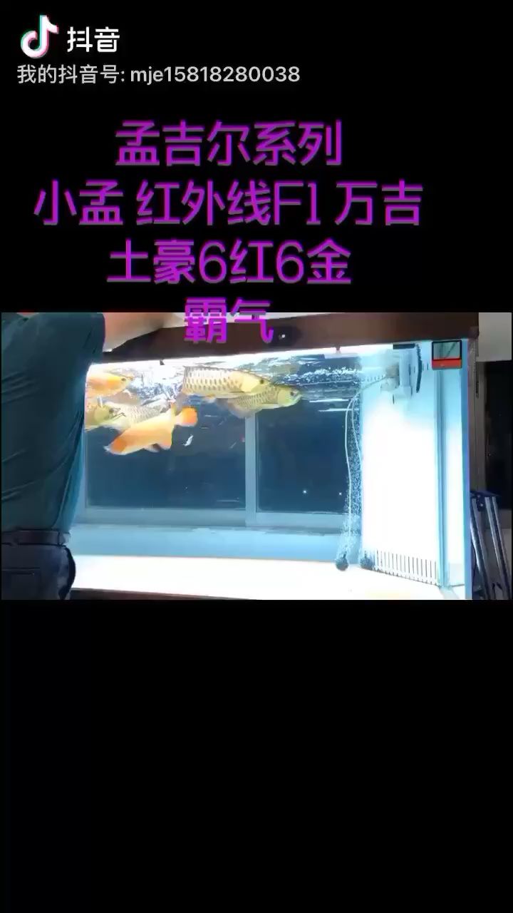 黃岡水族館霸氣6紅6金