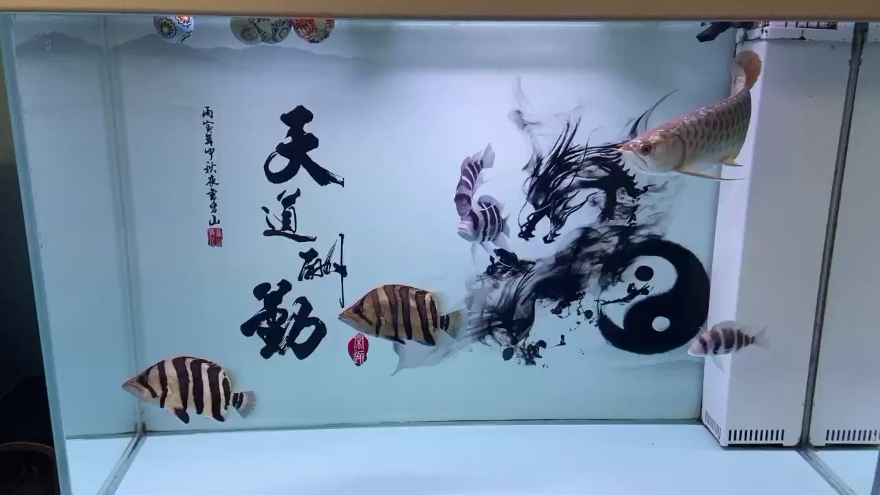 剛換了水 羽毛刀魚苗