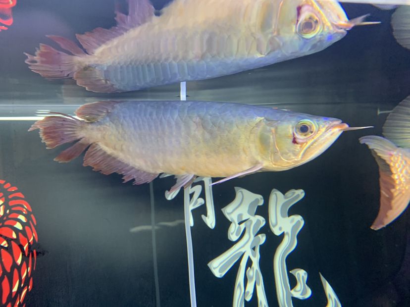 吉林觀賞魚市場(chǎng)求解大神