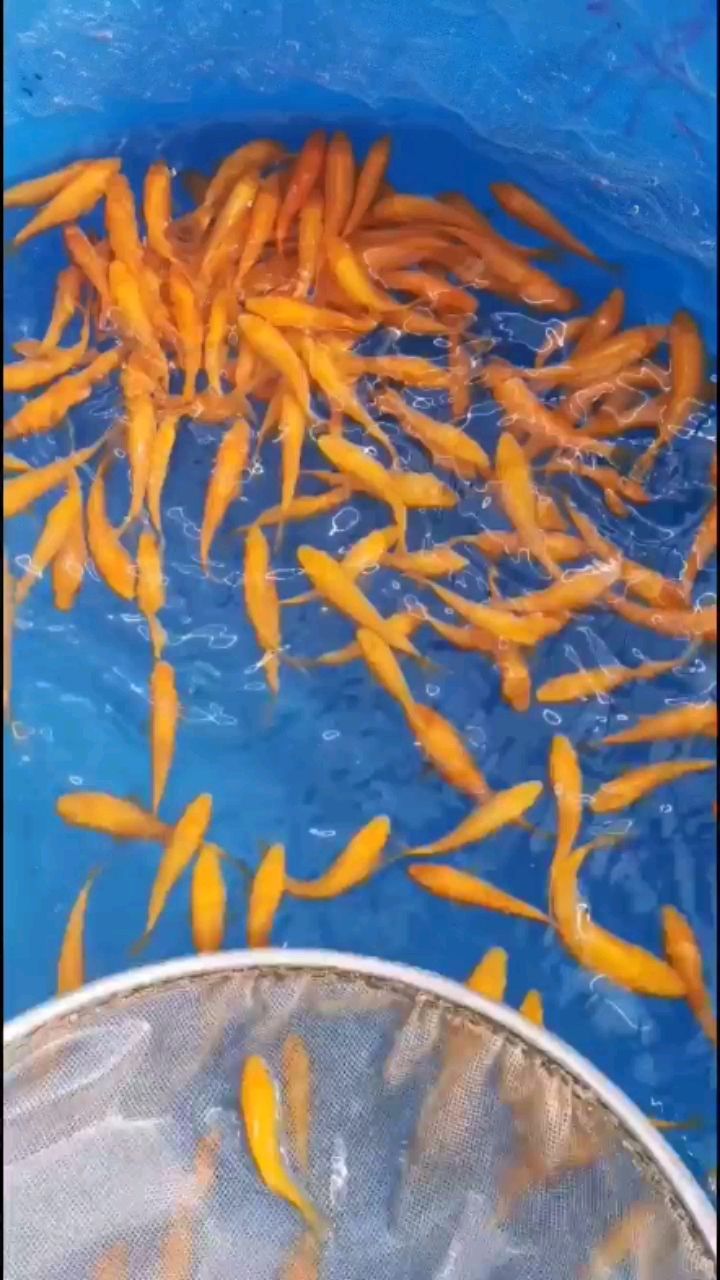 拉薩水族館小西介子