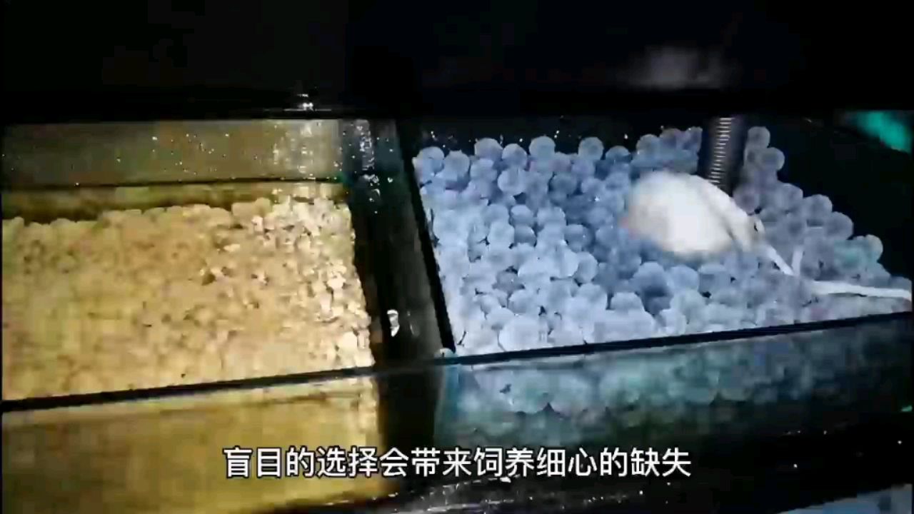 紅龍傳三代 非洲金鼓魚