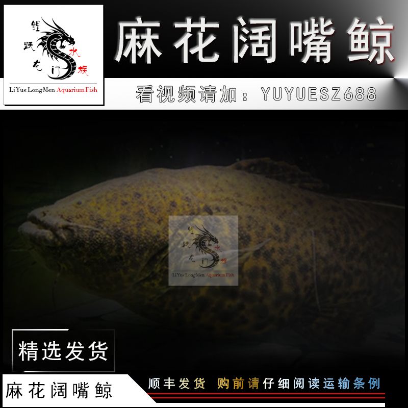 闖缸藍(lán)白帶大咯 水族世界 第2張