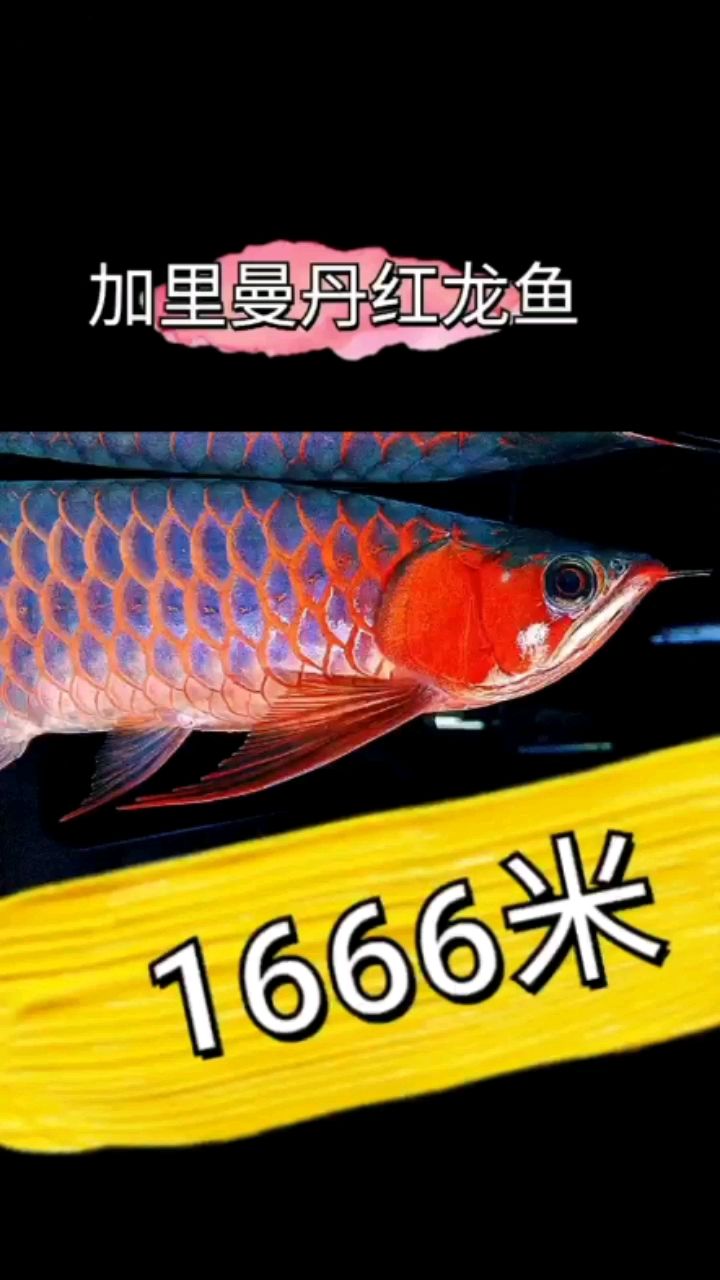 加里曼丹紅龍魚 黃金達摩魚 第1張