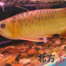 呼和浩特金龍魚（呼和浩特金龍魚總代理）