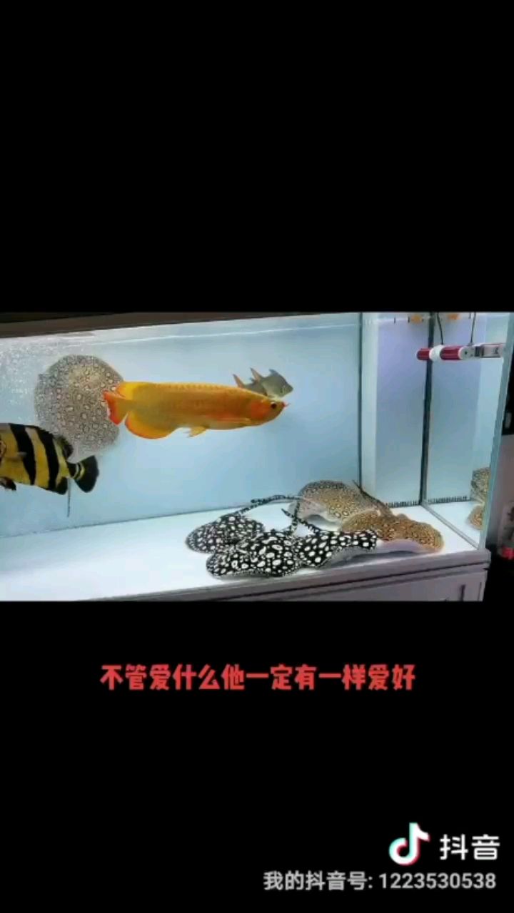 興趣愛好——養(yǎng)魚