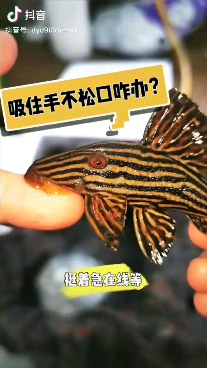 蘭州觀賞魚市場(chǎng)這個(gè)可以養(yǎng)大缸