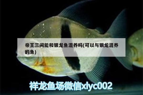 紅龍魚飼料品質(zhì)排名前十名是什么（紅龍魚飼料品牌品牌口碑對比） 龍魚百科 第5張