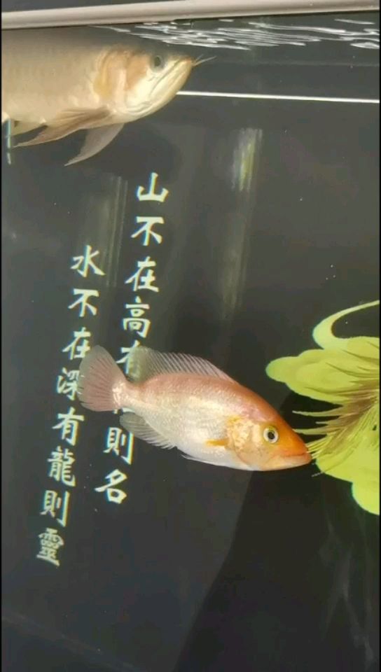 關(guān)了燈的龍魚(yú) 紅龍專(zhuān)用魚(yú)糧飼料 第1張