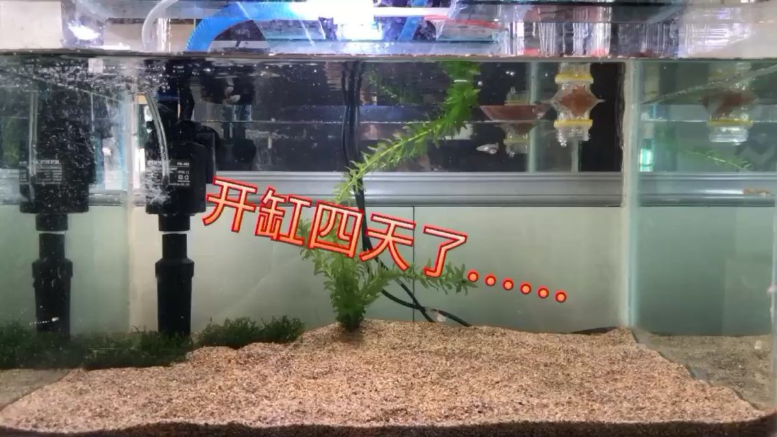 和田觀賞魚市場開缸的第四天