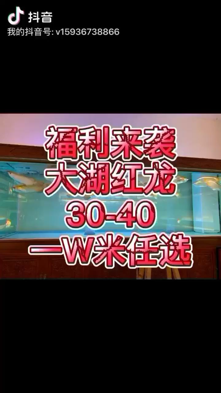 全紅龍缸任選一萬98號下午三點