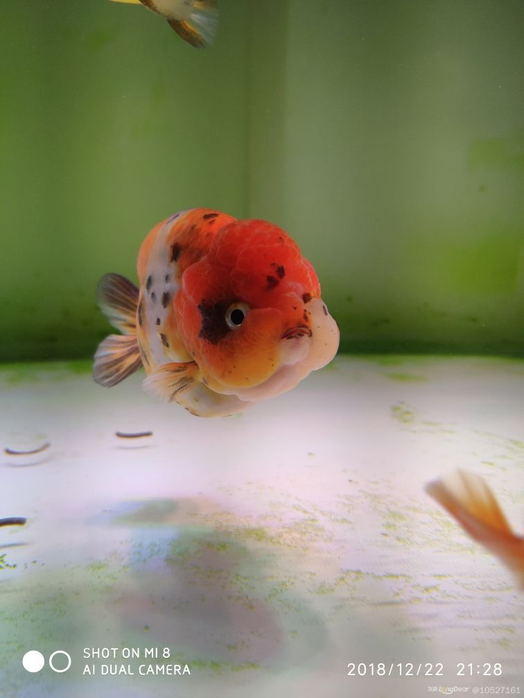 安陽水族館養(yǎng)魚無貴賤人心有高低 白條過背金龍魚 第2張