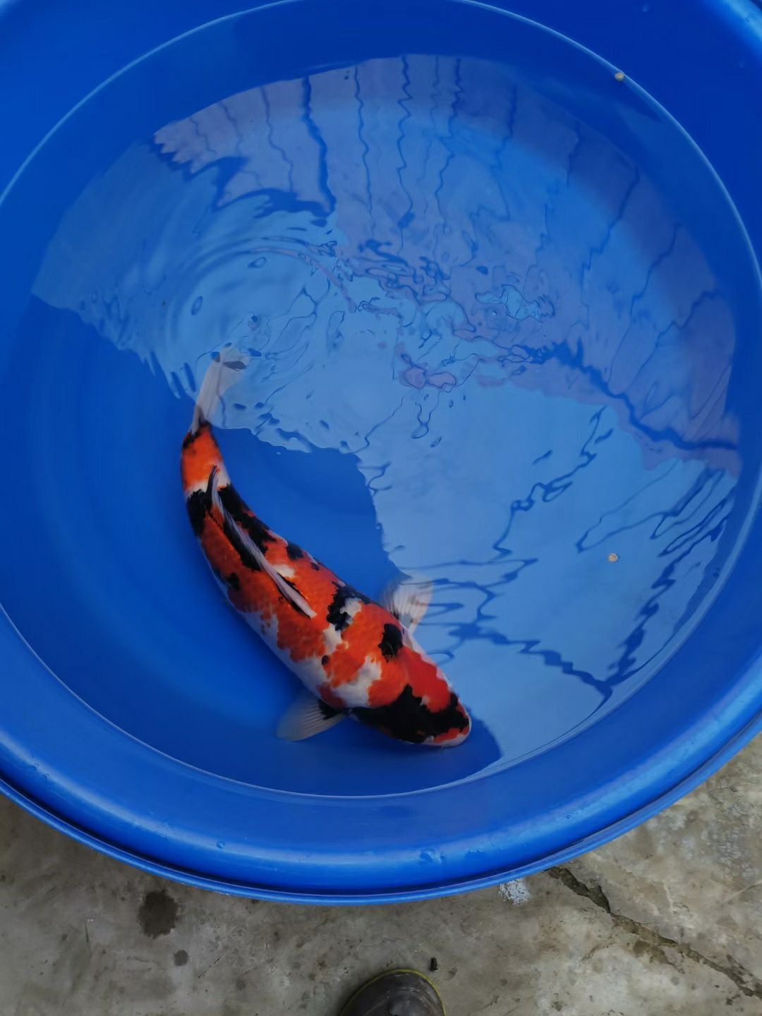 懷化水族館大日昭和 帝王三間魚 第1張