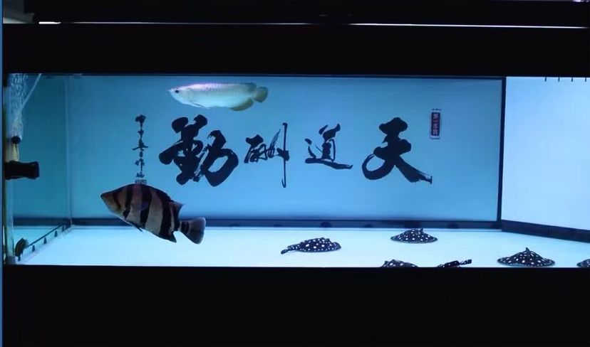 隴南水族館那些年養(yǎng)過的魚們 照明器材 第1張