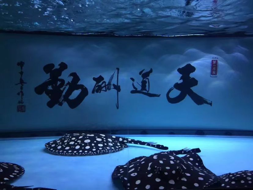 隴南水族館那些年養(yǎng)過的魚們 照明器材 第3張