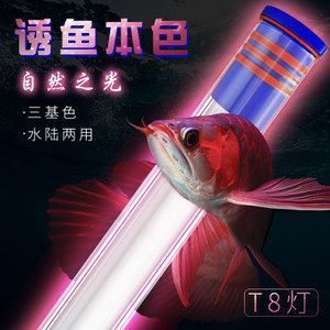 紅龍魚需要燈照嗎（關(guān)于紅龍魚光照需求的詳細信息） 龍魚百科 第1張