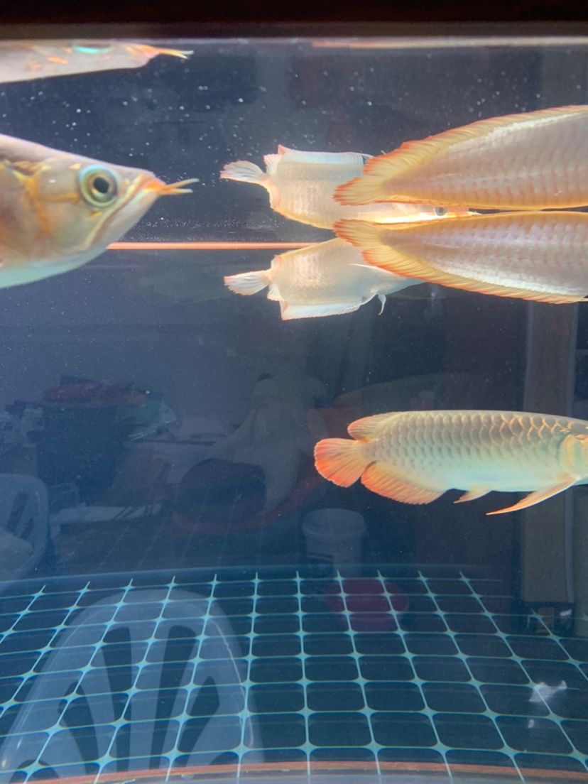 承德水族館魚缸水里這些是什么東西 泰龐海蓮魚 第5張