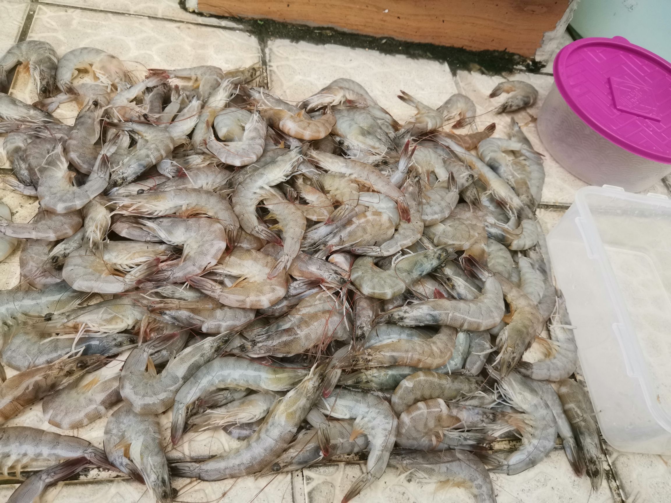 玉樹藏族自治州觀賞魚市場補給