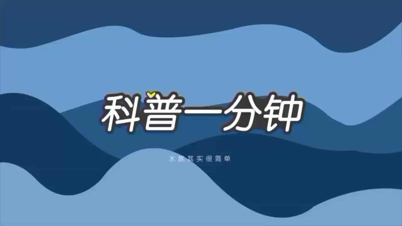 一分鐘帶你了解魟魚