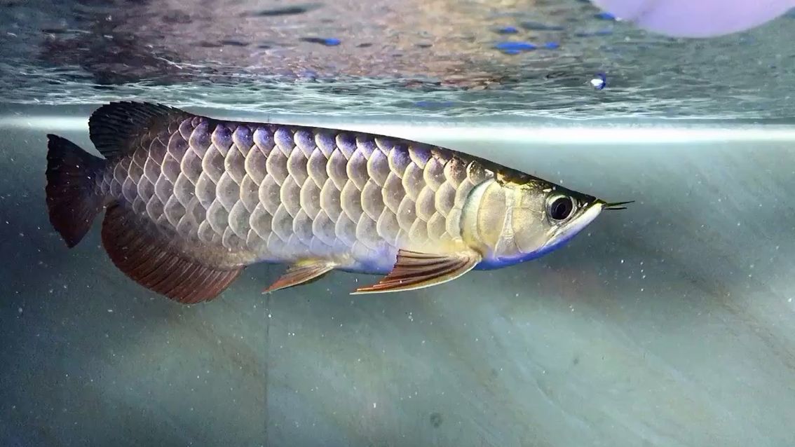 黔東南苗族侗族自治州水族館這個(gè)是啥底色