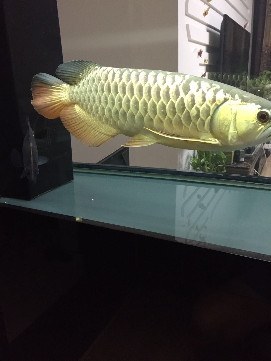 滁州水族館啥情況啊發(fā)情？ 白寫錦鯉魚 第4張