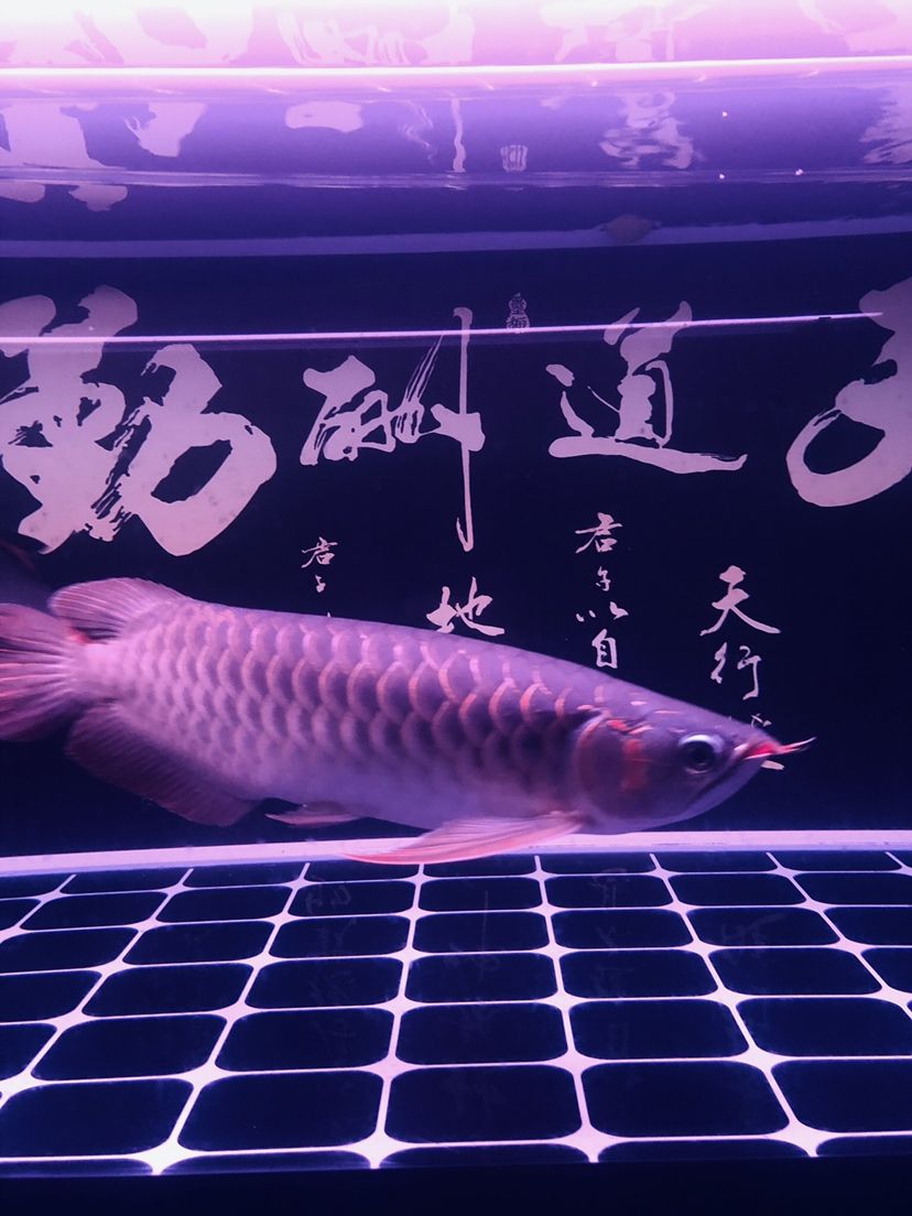 駐馬店觀賞魚(yú)市場(chǎng)不同照片風(fēng)格下的魚(yú)