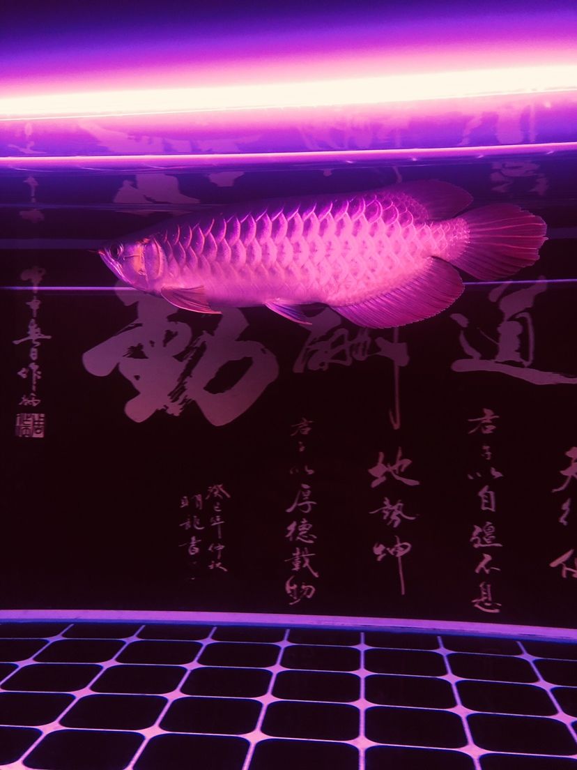 駐馬店觀賞魚(yú)市場(chǎng)不同照片風(fēng)格下的魚(yú)