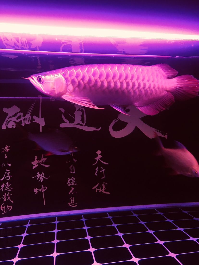 駐馬店觀賞魚(yú)市場(chǎng)不同照片風(fēng)格下的魚(yú) 觀賞魚(yú)市場(chǎng)（混養(yǎng)魚(yú)） 第4張