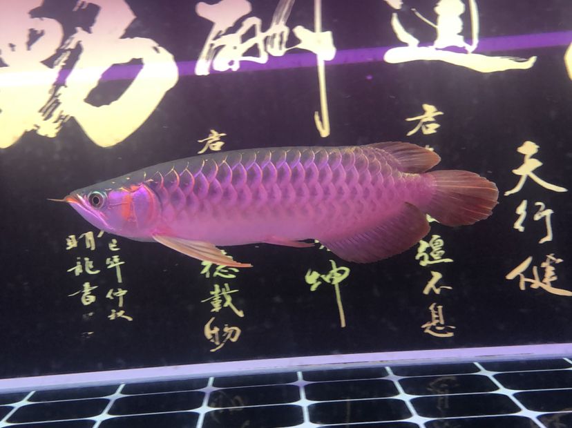 駐馬店觀賞魚(yú)市場(chǎng)不同照片風(fēng)格下的魚(yú) 觀賞魚(yú)市場(chǎng)（混養(yǎng)魚(yú)） 第7張