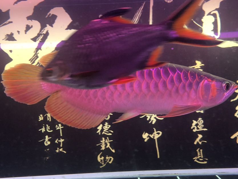 駐馬店觀賞魚(yú)市場(chǎng)不同照片風(fēng)格下的魚(yú) 觀賞魚(yú)市場(chǎng)（混養(yǎng)魚(yú)） 第8張