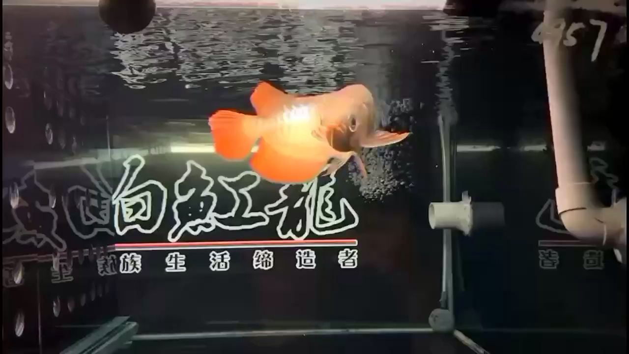 烏海水族館跟個(gè)帖