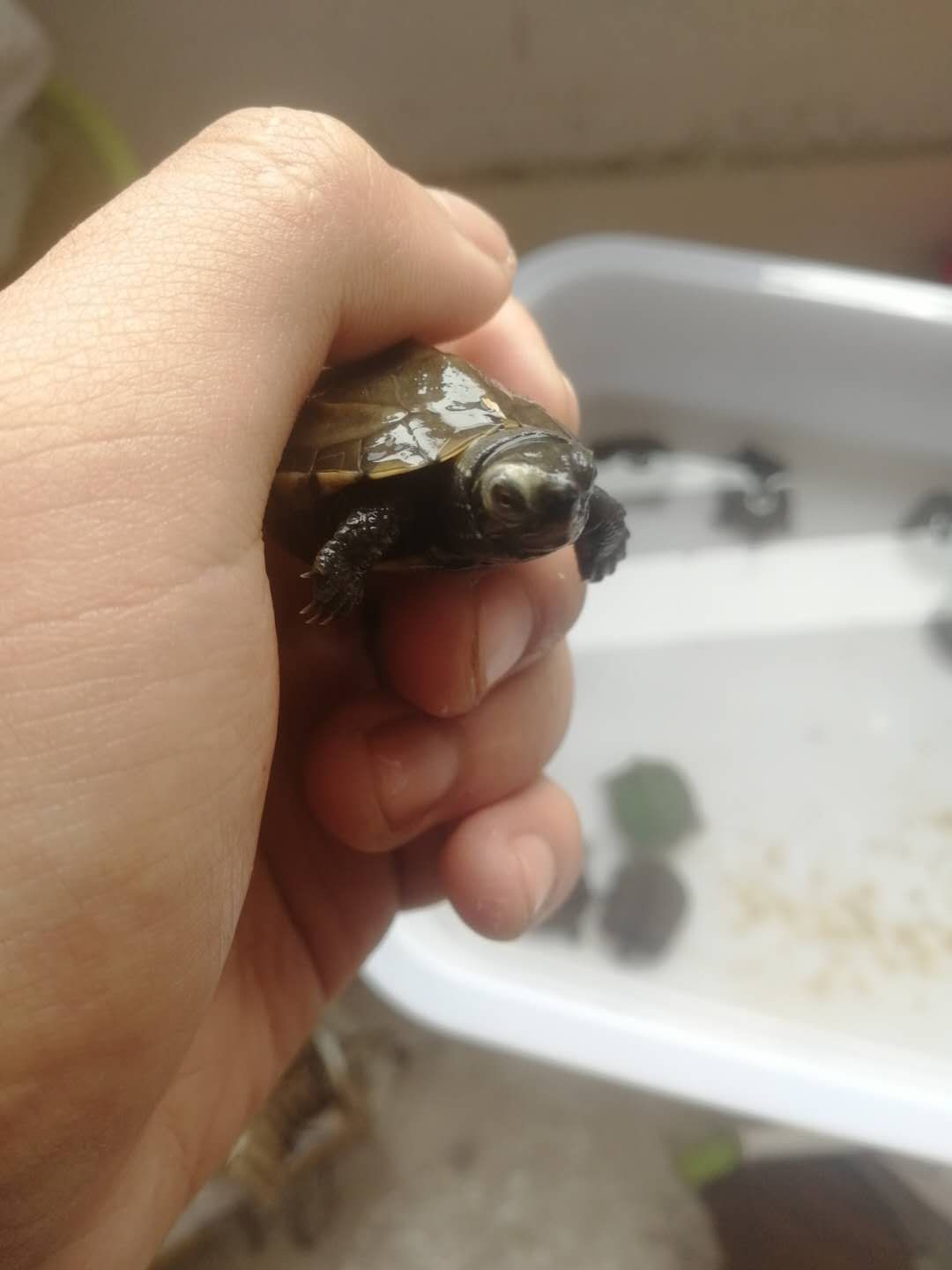 淮安水族館小龜龜