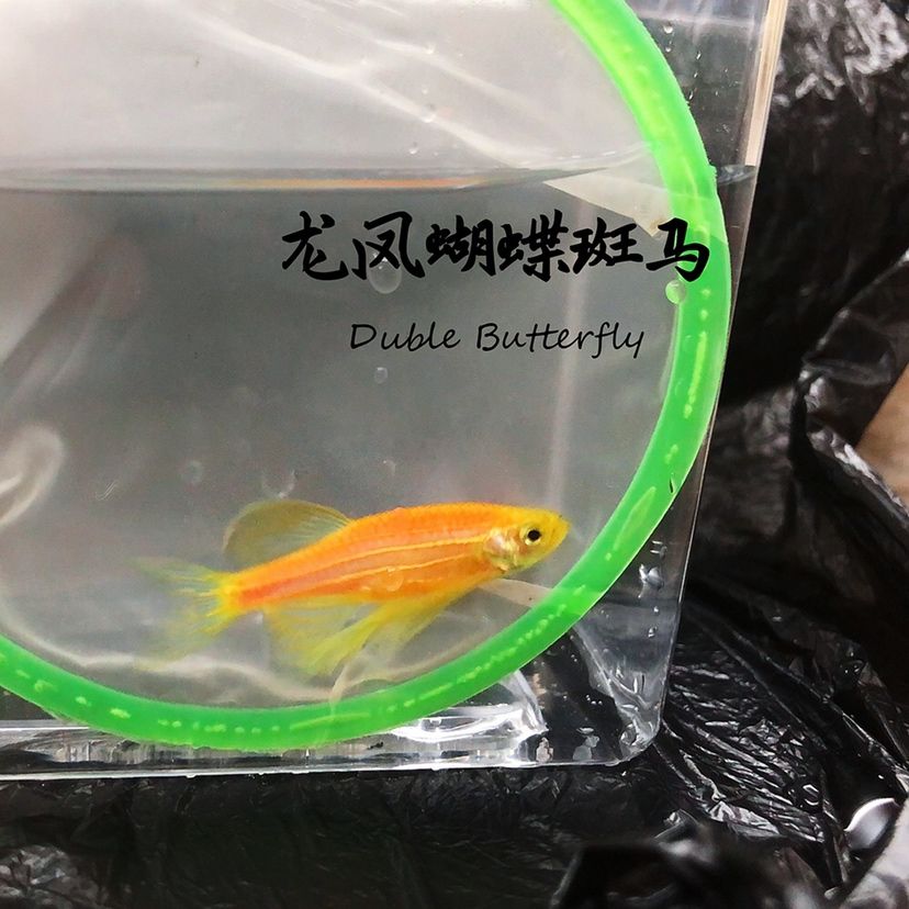 蝴蝶斑馬魚(yú)