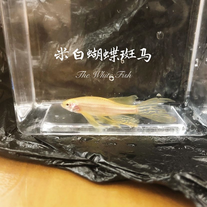 蝴蝶斑馬魚(yú)