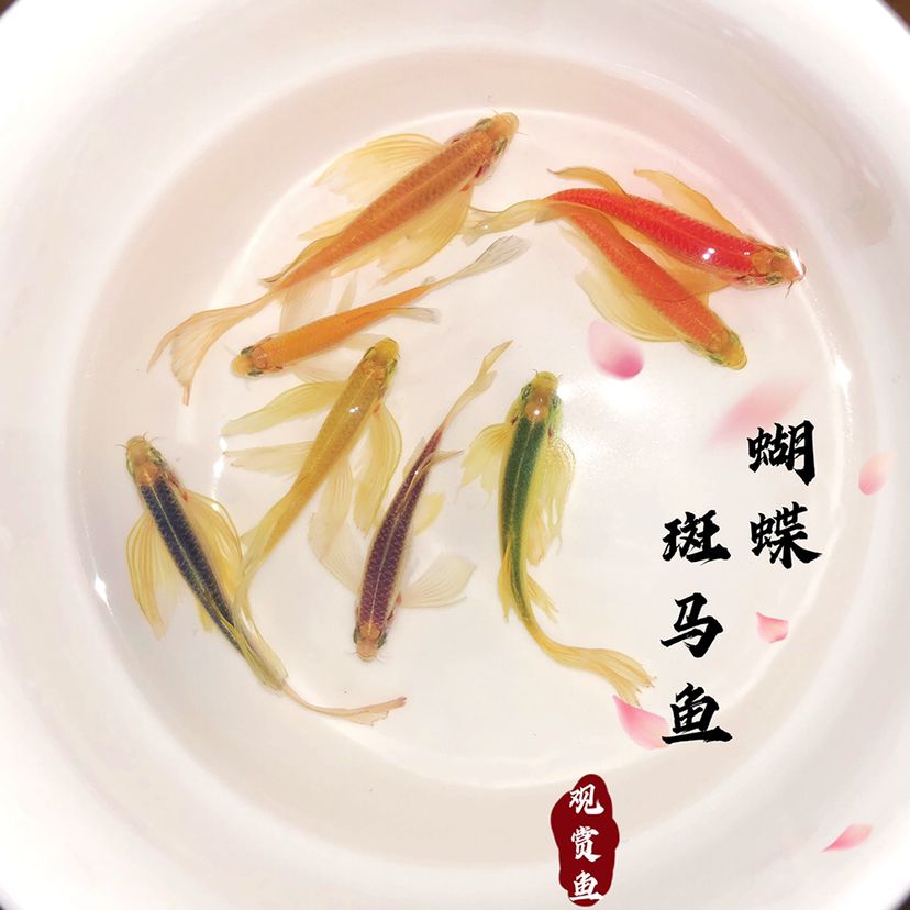 蝴蝶斑馬魚(yú)