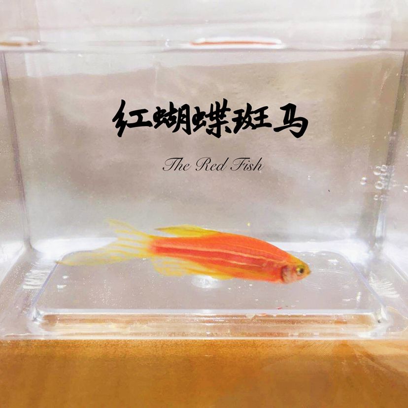 蝴蝶斑馬魚 蝴蝶鯉 第4張