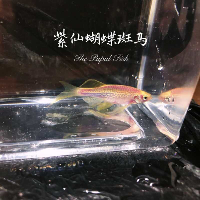 蝴蝶斑馬魚 蝴蝶鯉 第5張